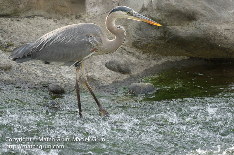 2476-0291-Great-Blue-Heron-No-1-In-The-River