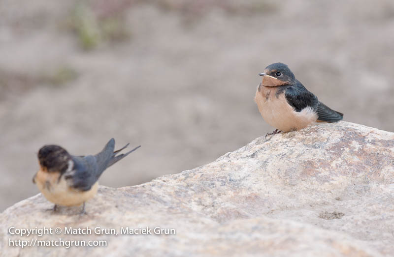 2487-0039-Juvenile-Barn-Swallow-With-Parent