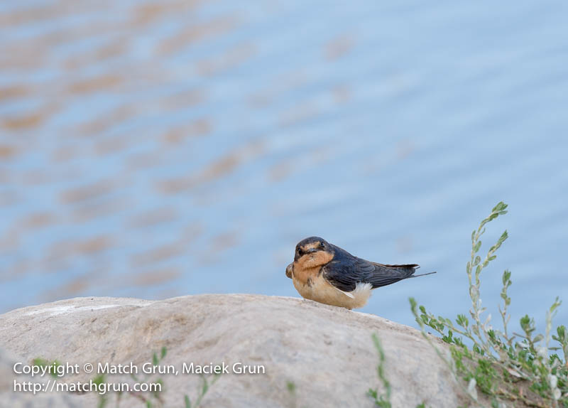 2487-0052-Barn-Swallow-By-Waters-Edge-South-Platte-River