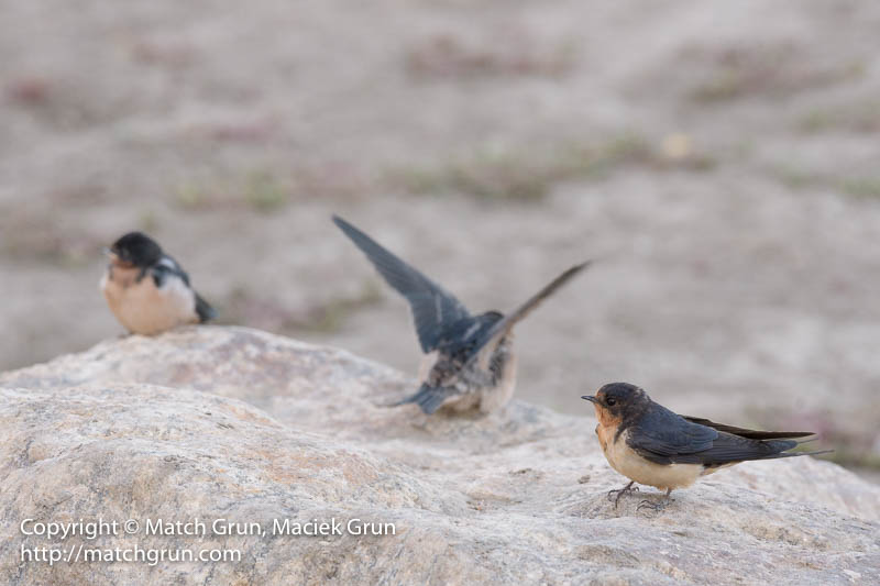 2487-0056-Juvenile-Barn-Swallow-Flapping-Wings