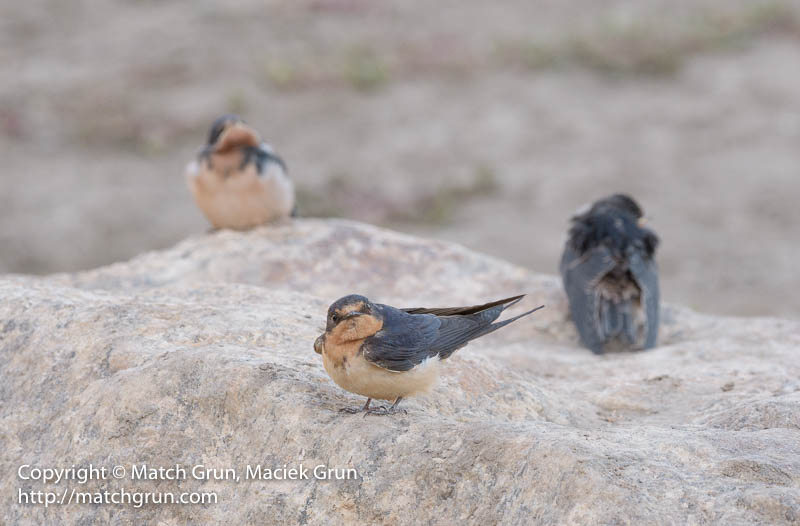 2487-0057-Barn-Swallow-With-Juveniles-South-Platte-No-1