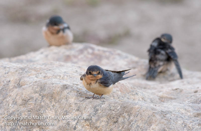 2487-0058-Barn-Swallow-With-Juveniles-South-Platte-No-2