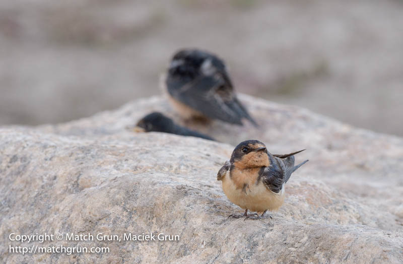 2487-0071-Barn-Swallow-With-Juveniles-South-Platte-No-3