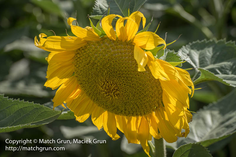 2482-0021-Single-Sunflower-Eastern-Plains