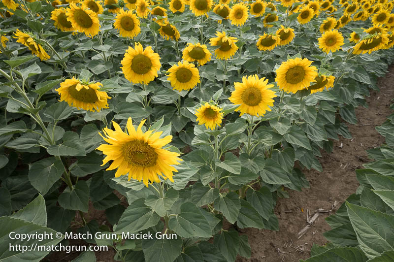 2482-0075-Sunflowers-Eastern-Plains