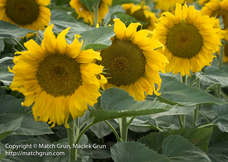 2482-0101-Line-Of-Sunflowers