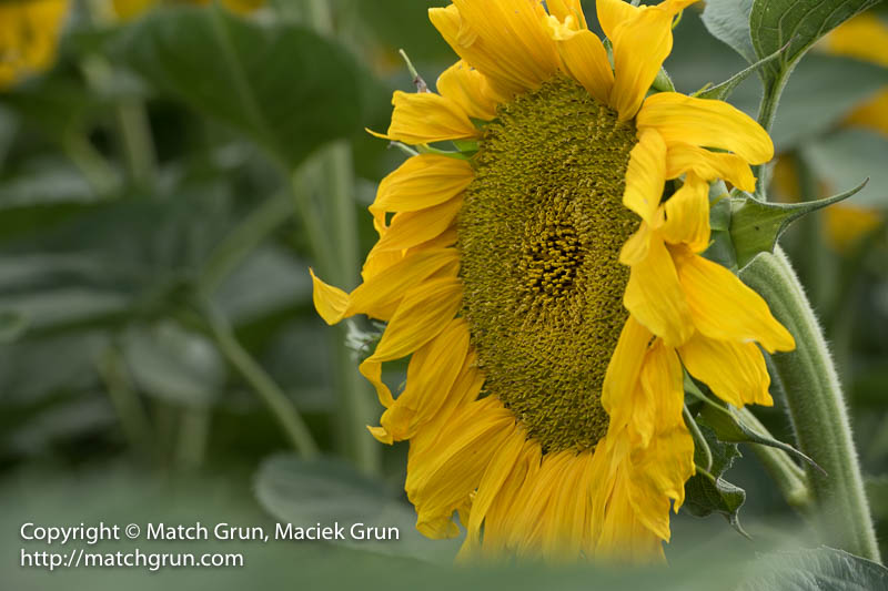 2482-0104-Another-Single-Sunflower