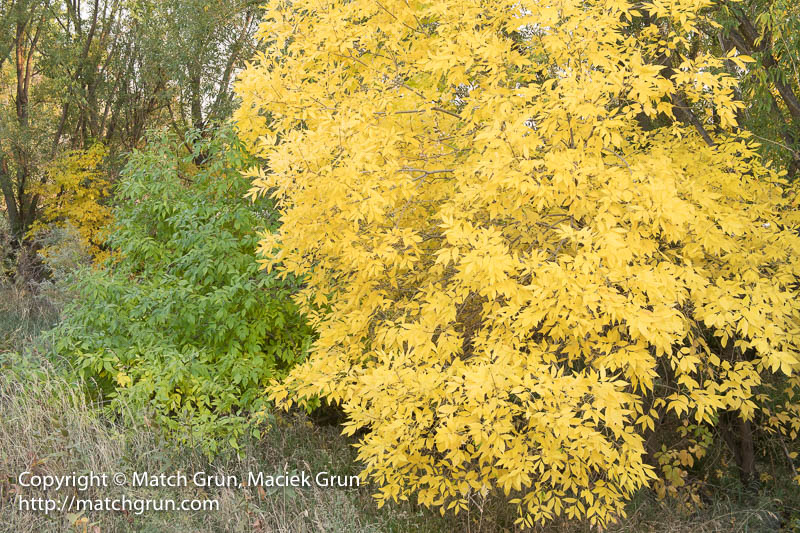 2502-0013-Green-And-Yellow-Fall-Colors-South-Platte