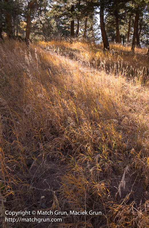 2504-0119-Fall-Grass-Colors-Meyer-Ranch-Park