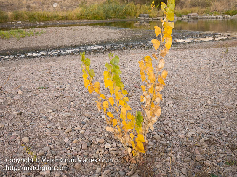 2505-0051-Cottonwood-Sapling-With-A-Touch-Of-Fall