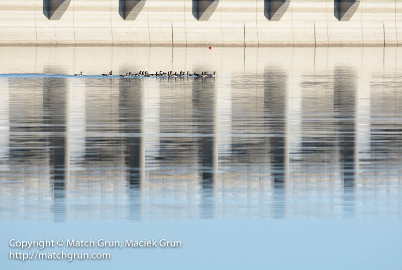 2518-0028-Canada-Geese-And-Dam-Wall