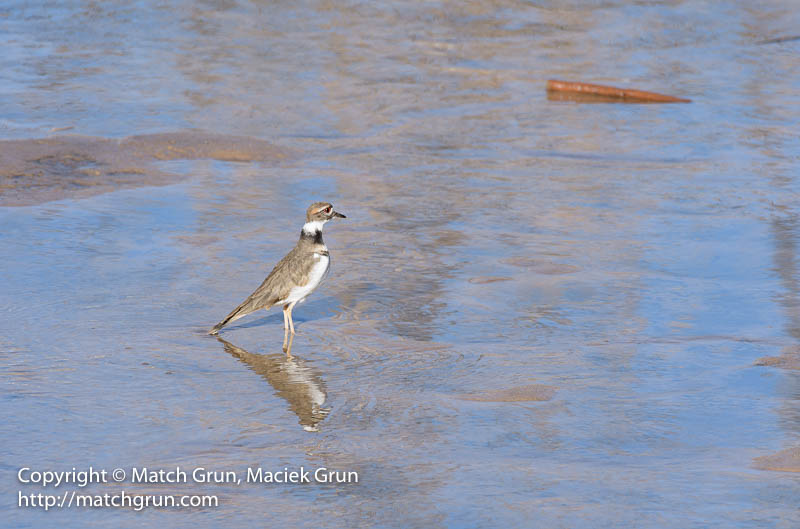 2533-0007-Kildeer-Stretching-In-The-River