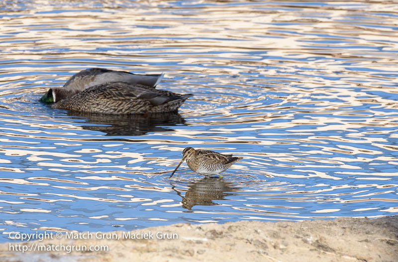 2533-0014-Snipe-And-Mallard-In-South-Platte-River