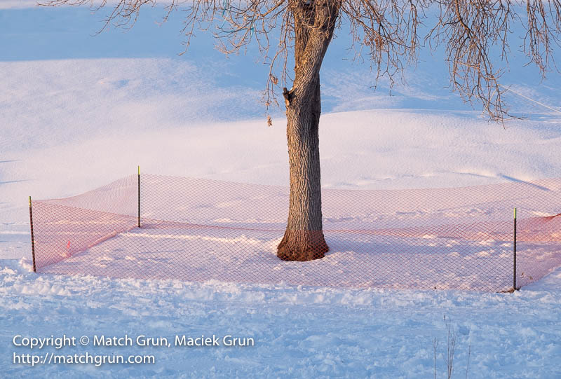 2547-0021-Fenced-Tree-In-The-Snow-Harvard-Gulch-Park