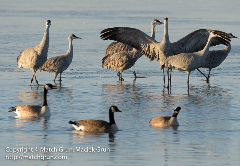 2556-0065-Sandhill-Cranes-And-Spreading-Wings