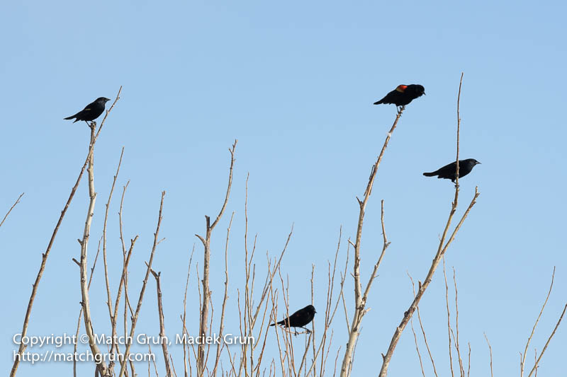 2556-0235-Red-Winged-Blackbirds-In-Tree-Monte-Vista-NWR