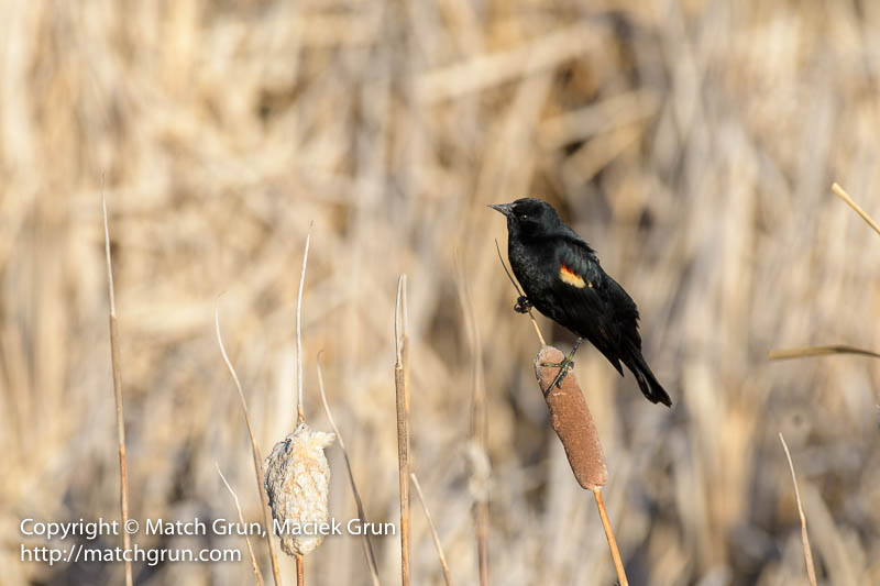 2556-0290-Red-Winged-Blackbird-On-Cat-Tail