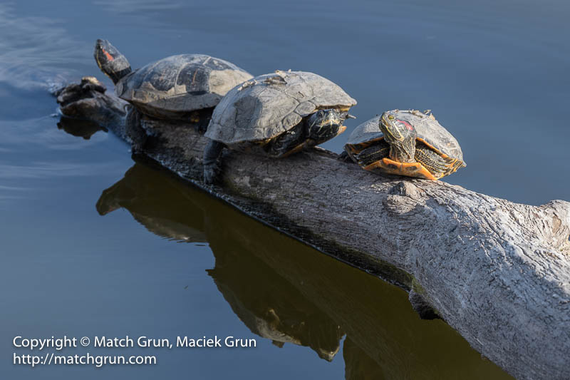 2560-0104-Painted-Turtles-Perched-On-Log