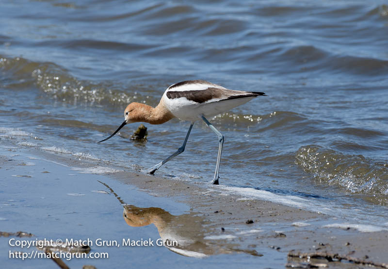 2567-0099-Avocet-And-Reflection-No-1-Cherry-Creek-SP