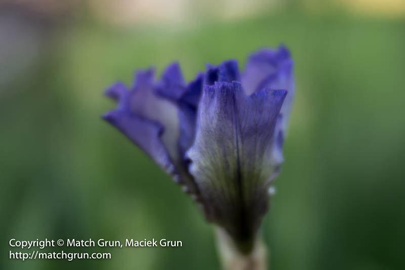 2580-0010-Iris-Flower-Velvet