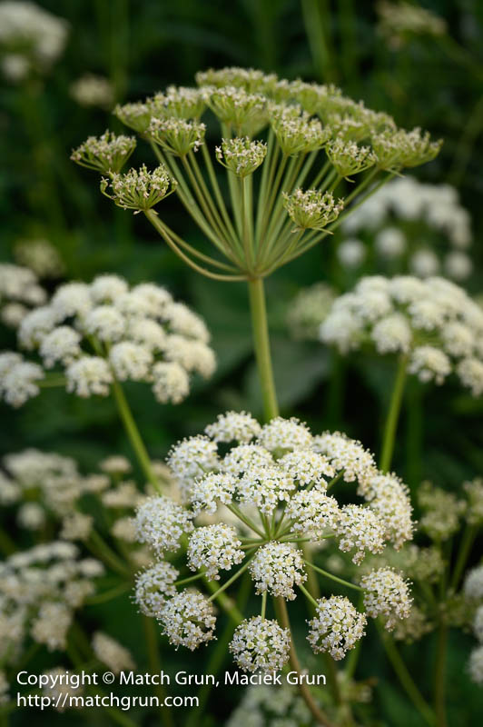 2595-0026-Cow-Parsnip-Crested-Butte