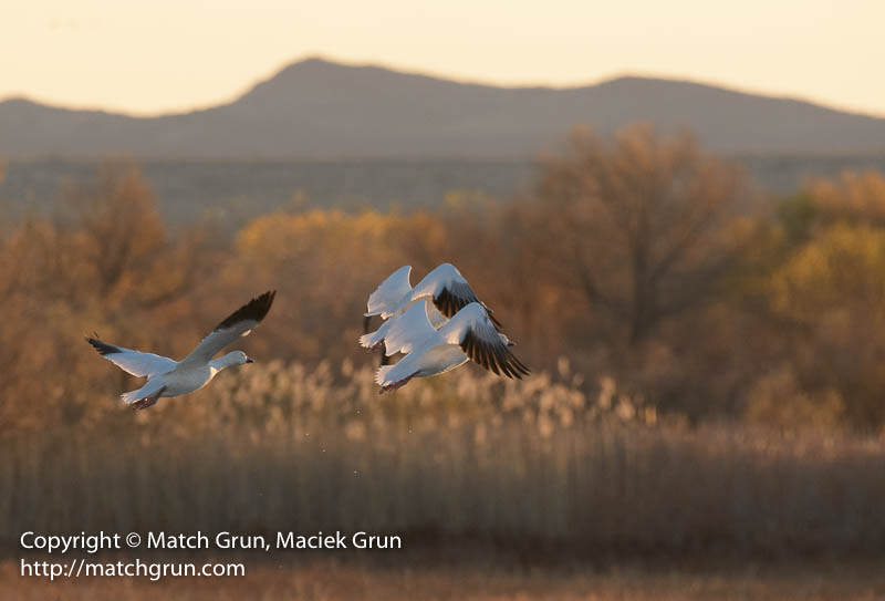 2646-0013-Snow-Geese-Leaving-For-The-Day