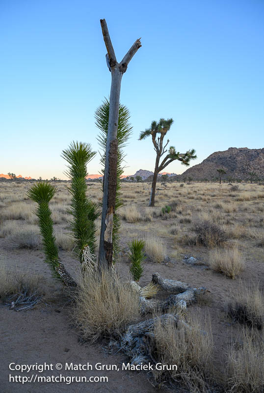 2651-0051-Yucca-And-Joshua-Tree-After-Sunset