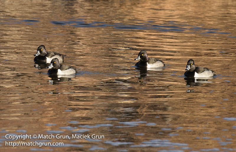2675-0355-Ring-Necked-Duck-Gang-Of-Four