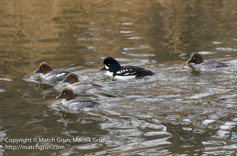 2676-0155-Barrows-Goldeneye-Male-And-Females-No-1