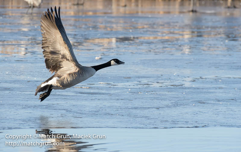 2692-0262-Canada-Goose-Leaving-The-Icy-Pond