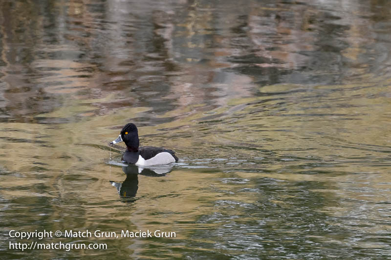 2694-0047-Male-Ring-Necked-Duck-South-Platte-River