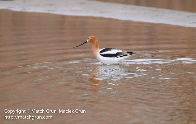 2704-0043-Avocet-With-Water-Droplet