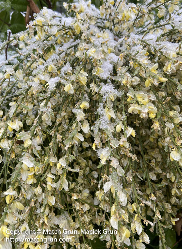 ip11-6280-Garden-Flowers-In-May-Snow-Storm