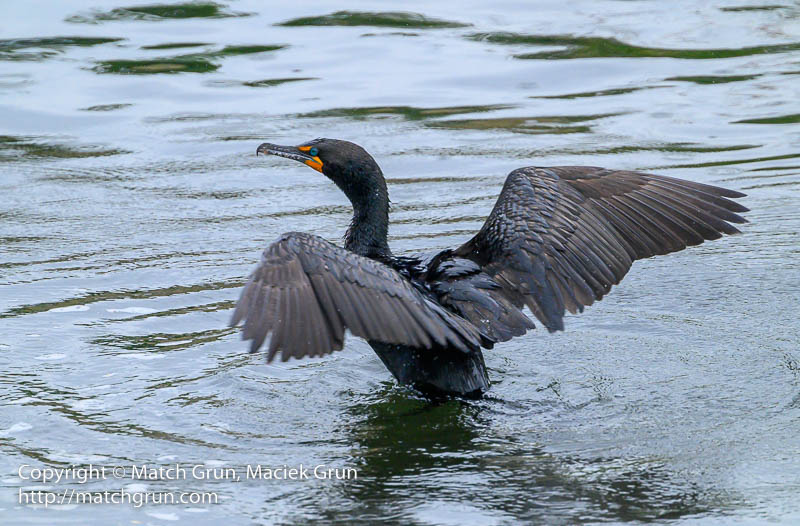 2715-0012-Cormorant-South-Platte-River-Time-To-Leave