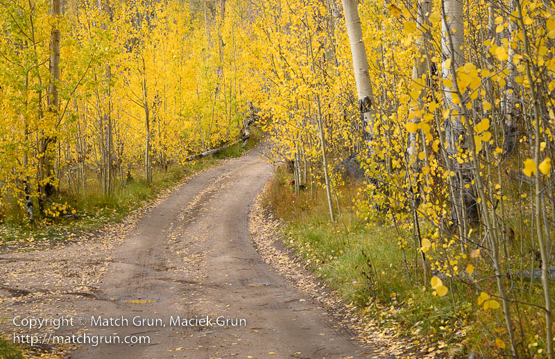 2747-0011-Fall-Colors-Along-Forest-Road-Mount-Elbert