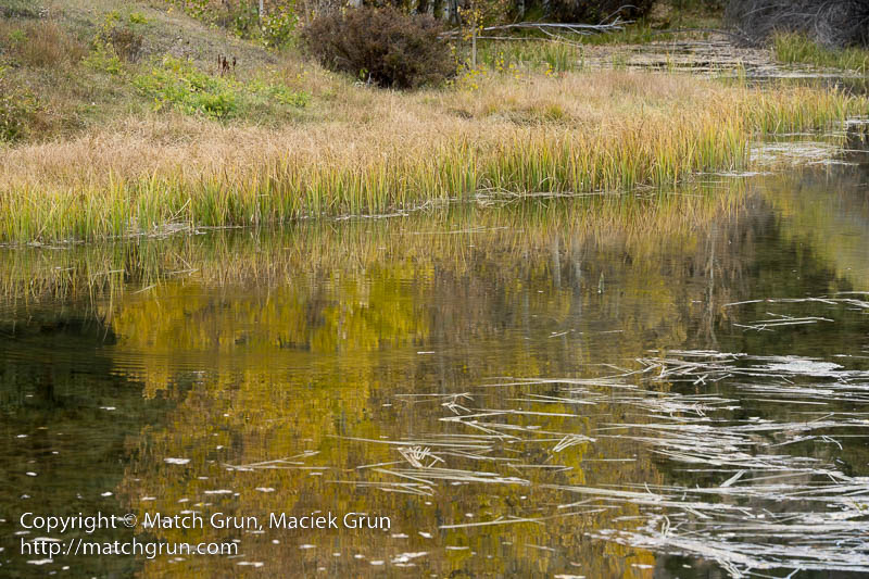 2749-0071-Pond-Reflections-Near-Buena-Vista