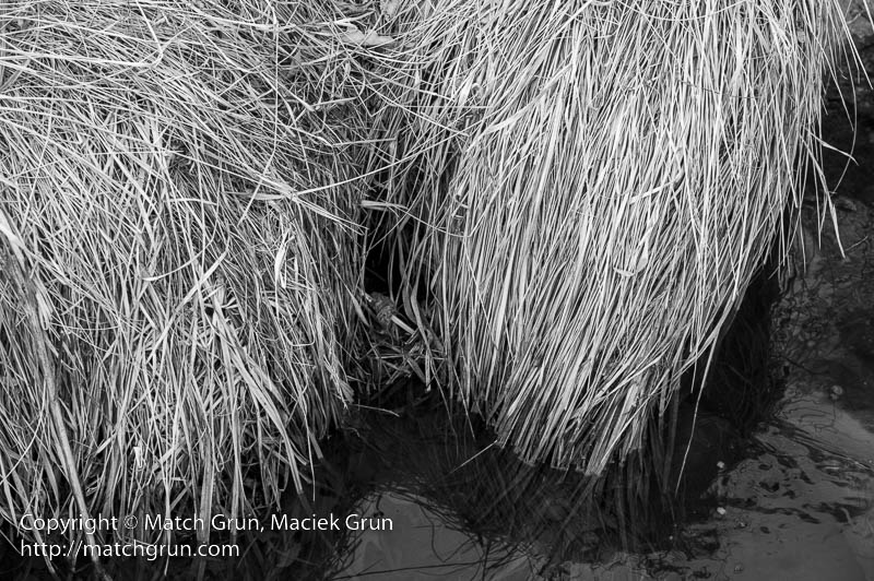2792-0016-Winter-Grasses-Along-Harvard-Gulch