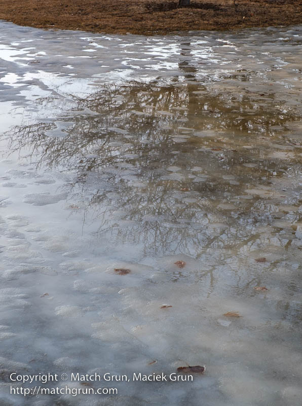2792-0021-Icy-Tree-Reflections-Harvard-Gulch-Park