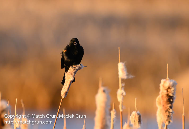 2803-0150-Male-Red-Winged-Blackbird-Calling-On-Cattails