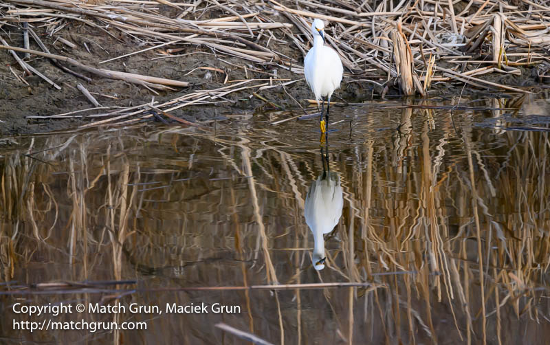 2821-0028-Snowy-Egret-Wading-Westerly-Creek-No-1