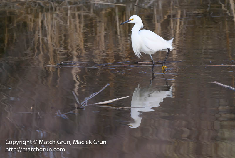 2821-0030-Snowy-Egret-Wading-Westerly-Creek-No-2