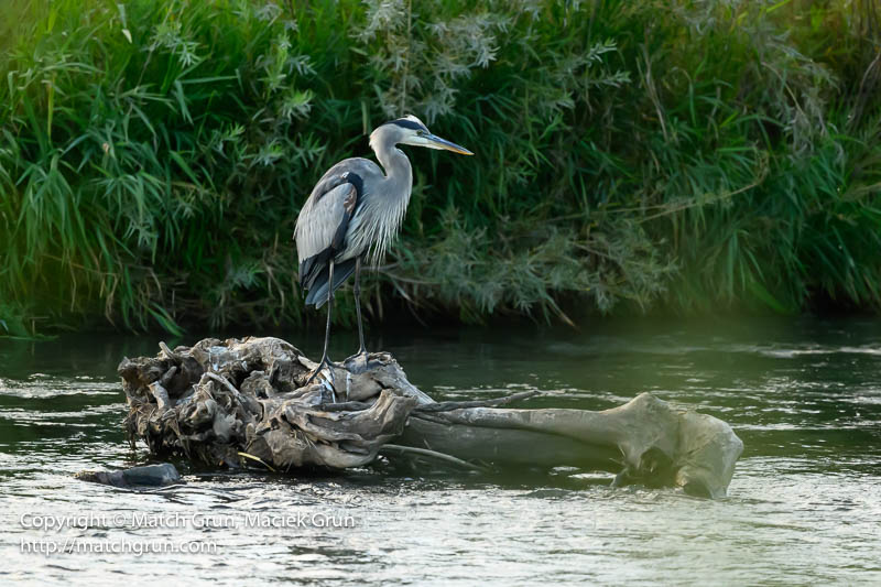2853-0038-Great-Blue-Heron-Sequence-No-1