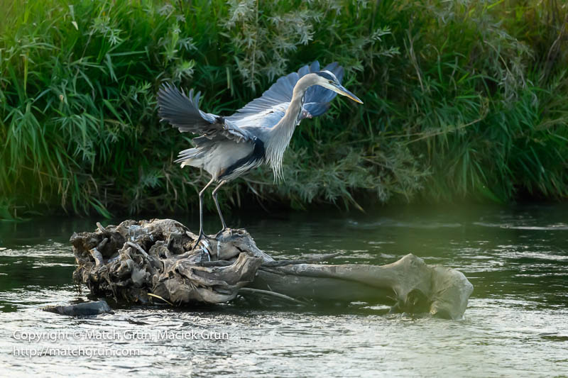 Great Blue Heron Sequence, No. 3.