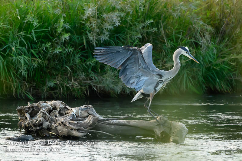 2853-0042-Great-Blue-Heron-Sequence-No-4