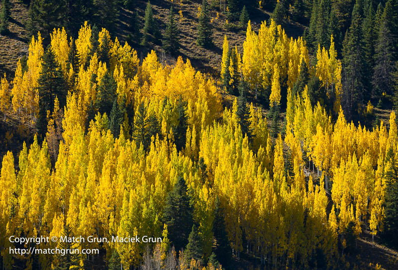 2855-0005-Aspen-Fall-Colors-Taylor-Reservoir-No-1