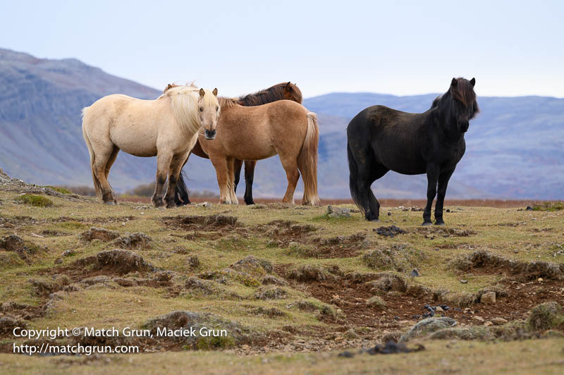 2864-0013-Horses-West-Iceland