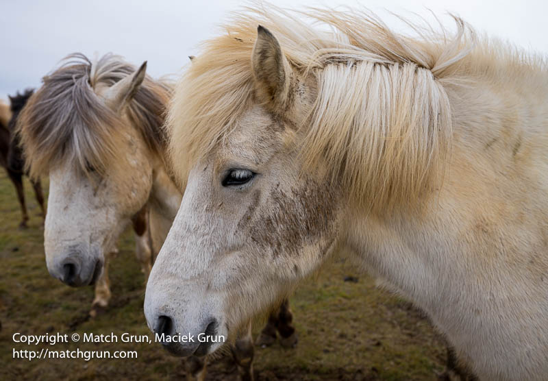 2864-0047-Pair-Of-Horses-West-Iceland