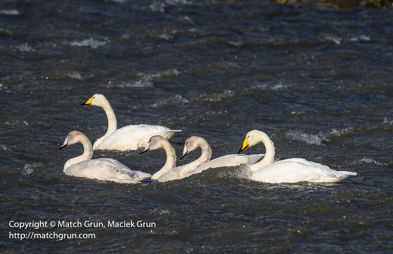 2891-0019-Swans-Swimming-Against-The-Wind-Iceland