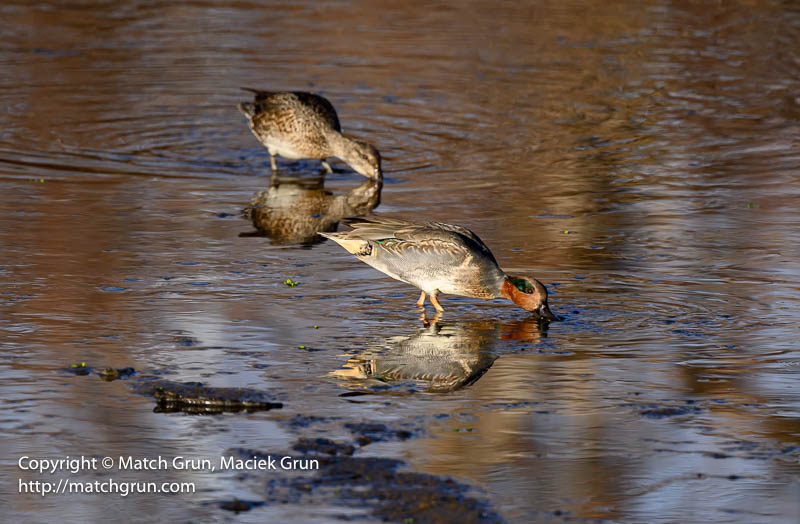 2915-0024-Green-Winged-Teal-South-Platte