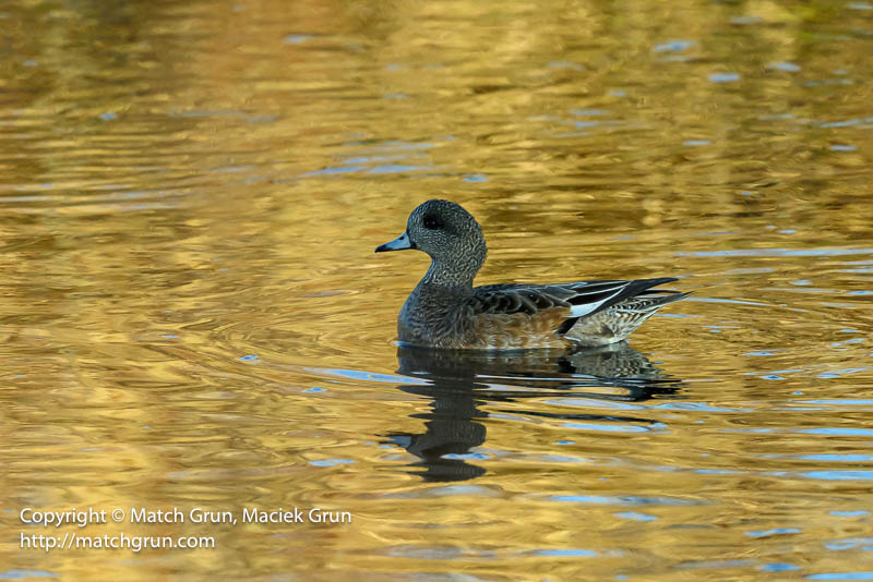 2919-0029-American-Wigeon-South-Platte-River